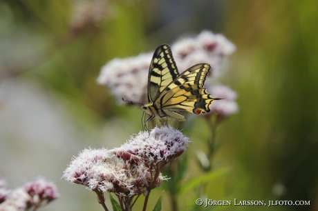 Swallowtail Papilio machaon 