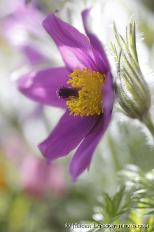 Pasque flower, pulsatilla vulgaris