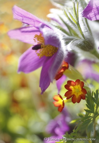 Pasque flower, pulsatilla vulgaris