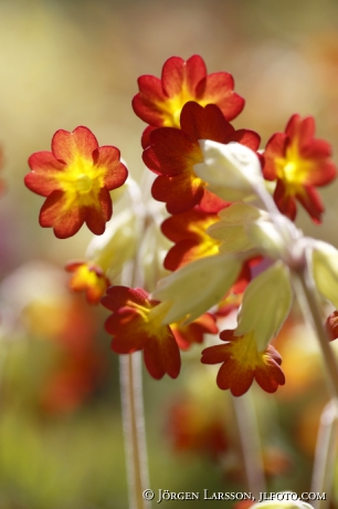 Cowslip  Primula veris