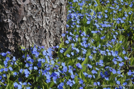 Blue eyed mary Omphalodes verna