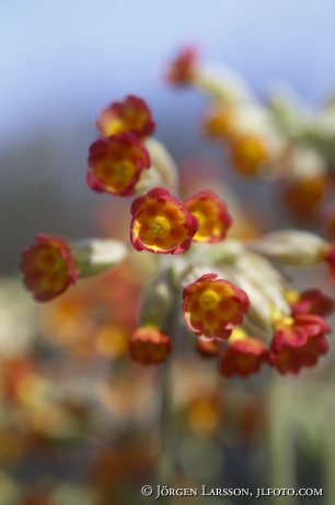 Cowslip  Primula veris