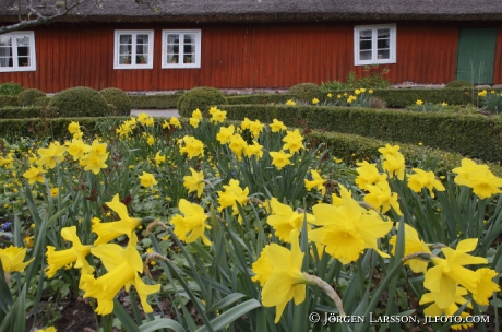 Daffodil 