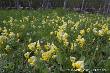 Cowslip  Primula veris