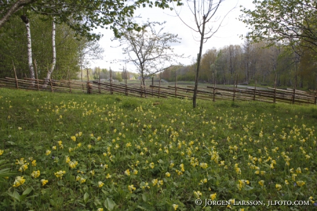 Cowslip  Primula veris