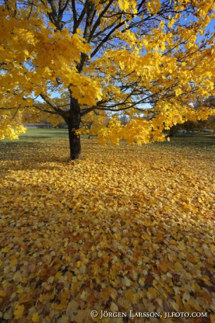 Autumntrees