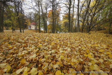 Autumntrees