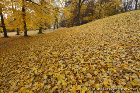 Autumntrees