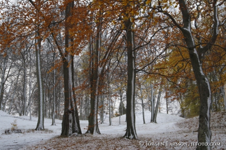 Autumntrees