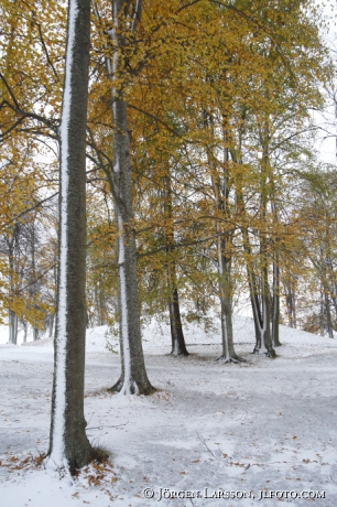 Autumntrees