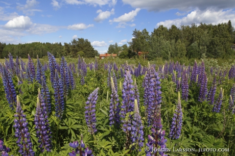 Lupin