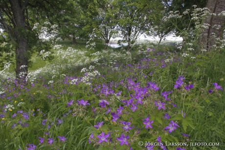 Meadow