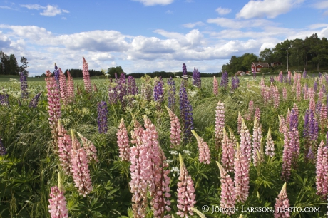 Lupin