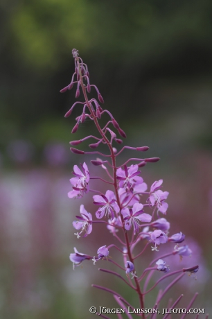 Willowherb 