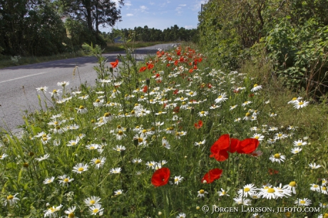 Summerflowers Road