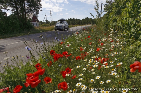 Summerflowers Road