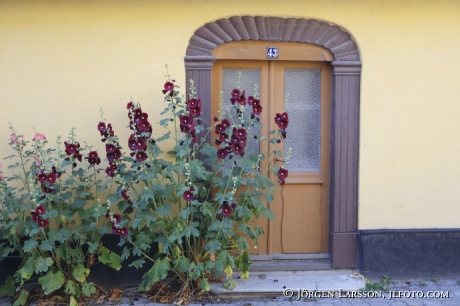 Hollyhocks