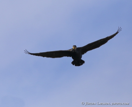 Great Cormorant, Phalacrocorax carbo, 