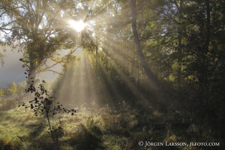  Autumn morning