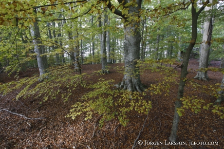 Beech forrest