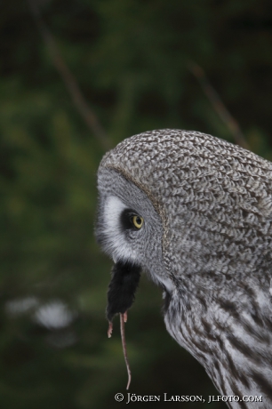 Great grey owl with catch