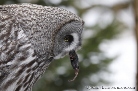 Great grey owl witc catch