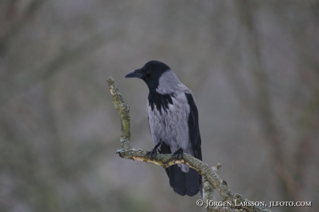 Crow  Corvus corone