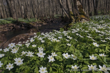 Spring  wood anemone 