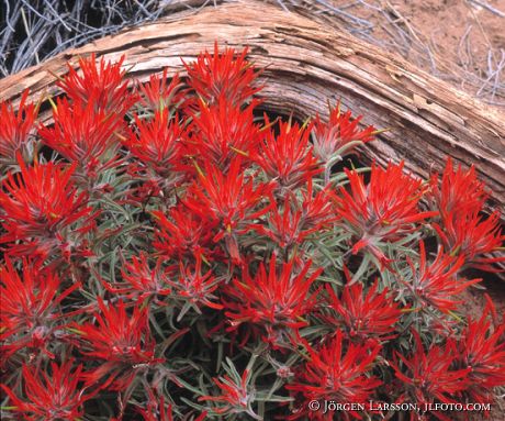 Indian Paintbrush Utah USA