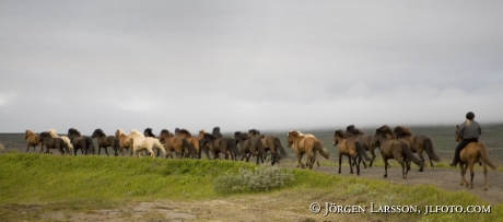 Iceland pony Iceland