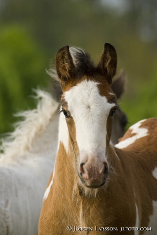 Irish cob