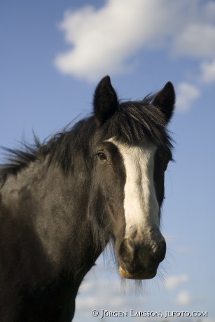 Irish cob