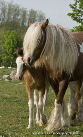 Irish cob