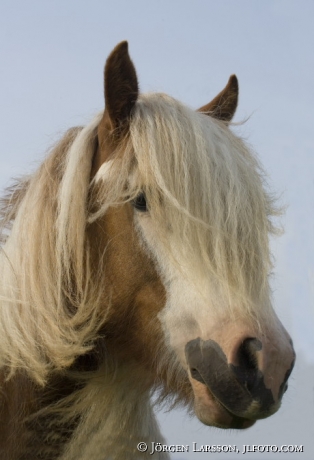 Irish cob