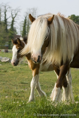 Irish cob