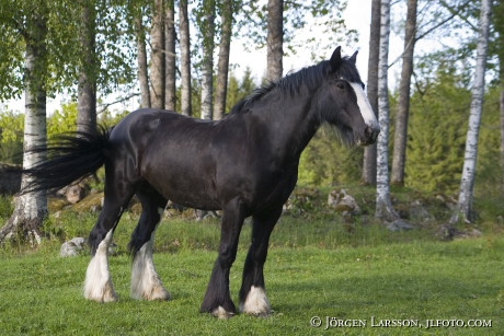 Irish cob