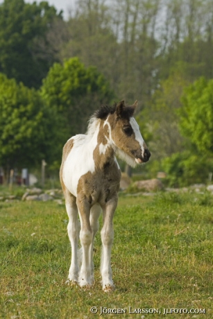 Irish cob