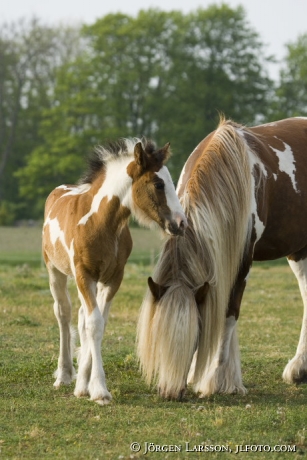 Irish cob