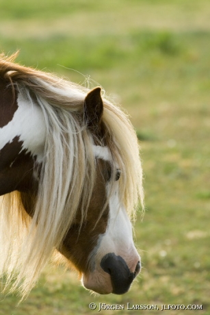 Irish cob