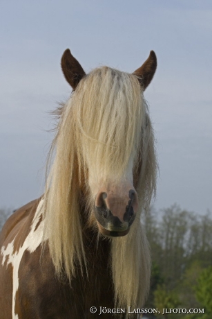 Irish cob