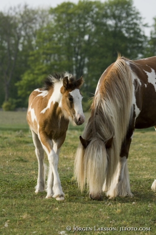 Irish cob