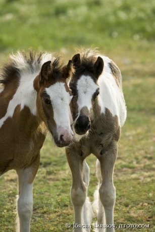 Irish cob