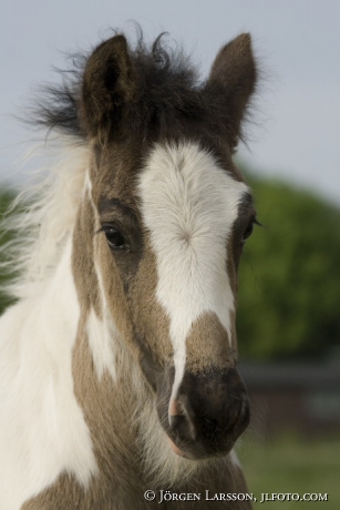 Irish cob