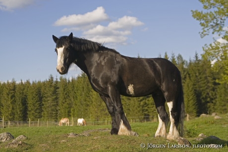 Irish cob