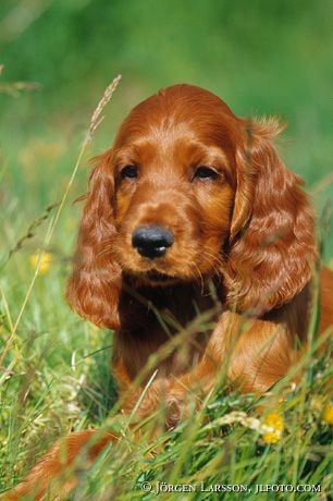 Irish setter