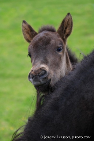 Iceland ponie 