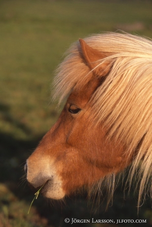 Iceland pony