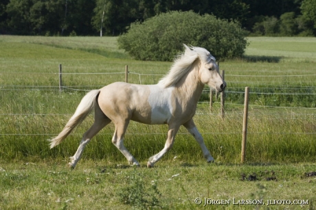 Iceland pony