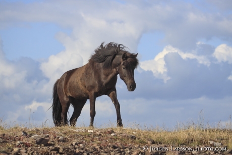 Icelandic horse   Stallion Oland Sweden