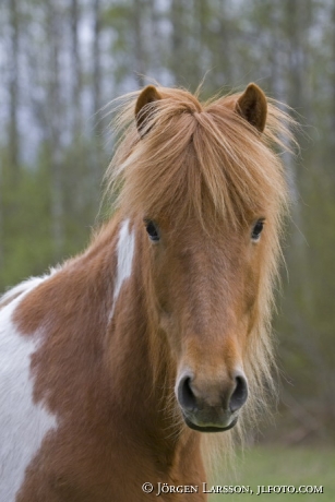 Iceland pony